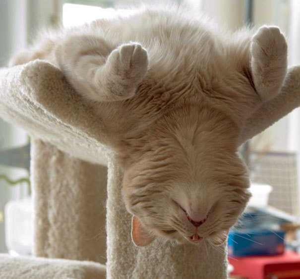 red-team-scoot: helila:  pr1nceshawn:   Cats Can Pretty Much Sleep Anywhere.  have