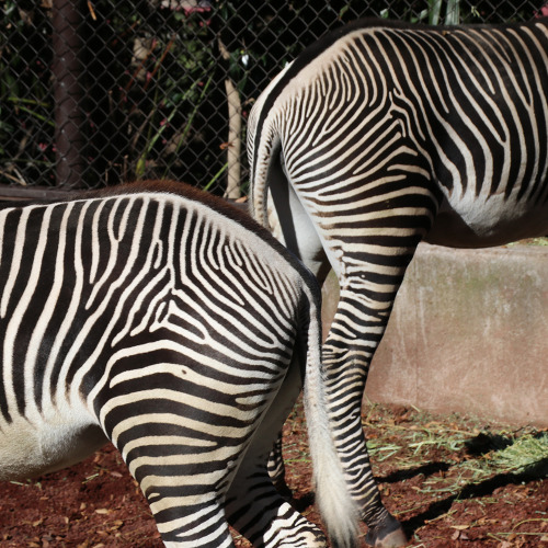 THANK YOU VERY MUCH I LOVE YOUR BOTTOM@野毛山動物園