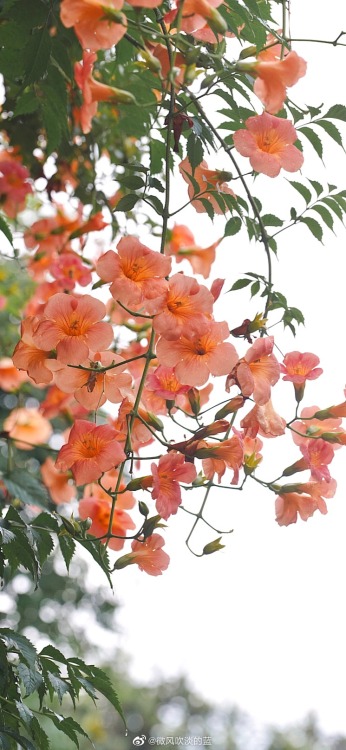 fuckyeahchinesegarden:chinese trumpet creeper in laomendong, nanjing by 微风吹淡的蓝