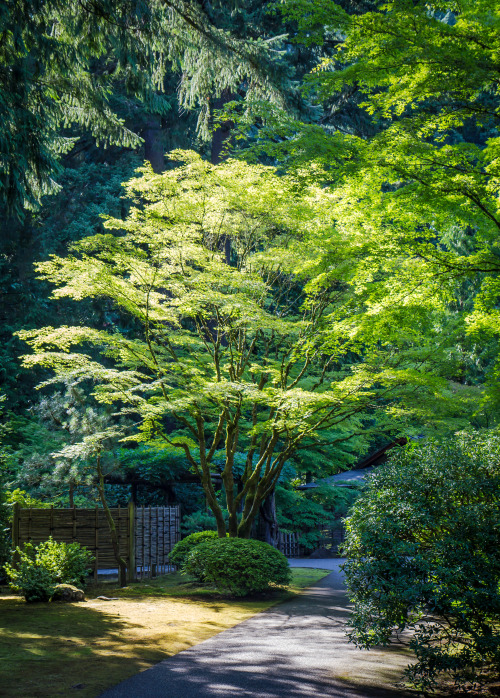pinkbanks:Portland Japanese Garden