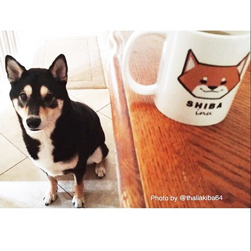 #BLACKandTanSHIBA Kiba from #USA, with @SHIBAinc signature #SHIBAincMUG ☕️❤️ Thank your~~~ •&bu