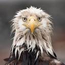 frisian-viking-deactivated20210: