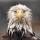 frisian-viking-deactivated20210: