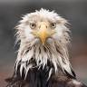 frisian-viking-deactivated20210: