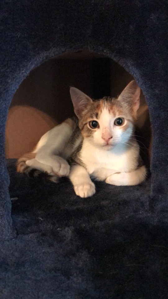 This Is My Fur Baby Isabel.