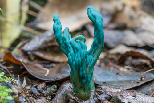 oceaniatropics:fungi at Sassafras Gully, New South Wales, Australia, by David Noble