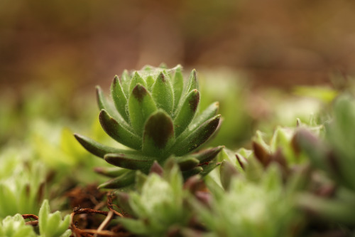 Sempervivum tectorum (common houseleek/taklök).