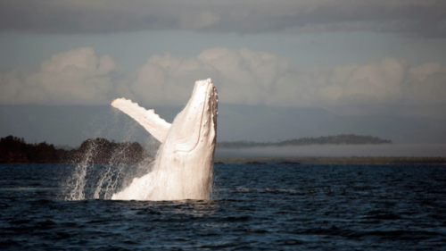 kqedscience: Migaloo, The All-White Humpback, Makes A Rare Appearance “Migaloo, one of the onl