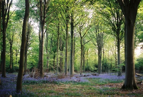 woodland bluebells