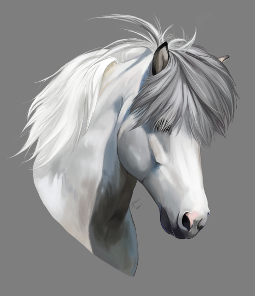 drifandiart: Done with this summer’s first commission! The beautiful icelandic horse stallion, Bjart