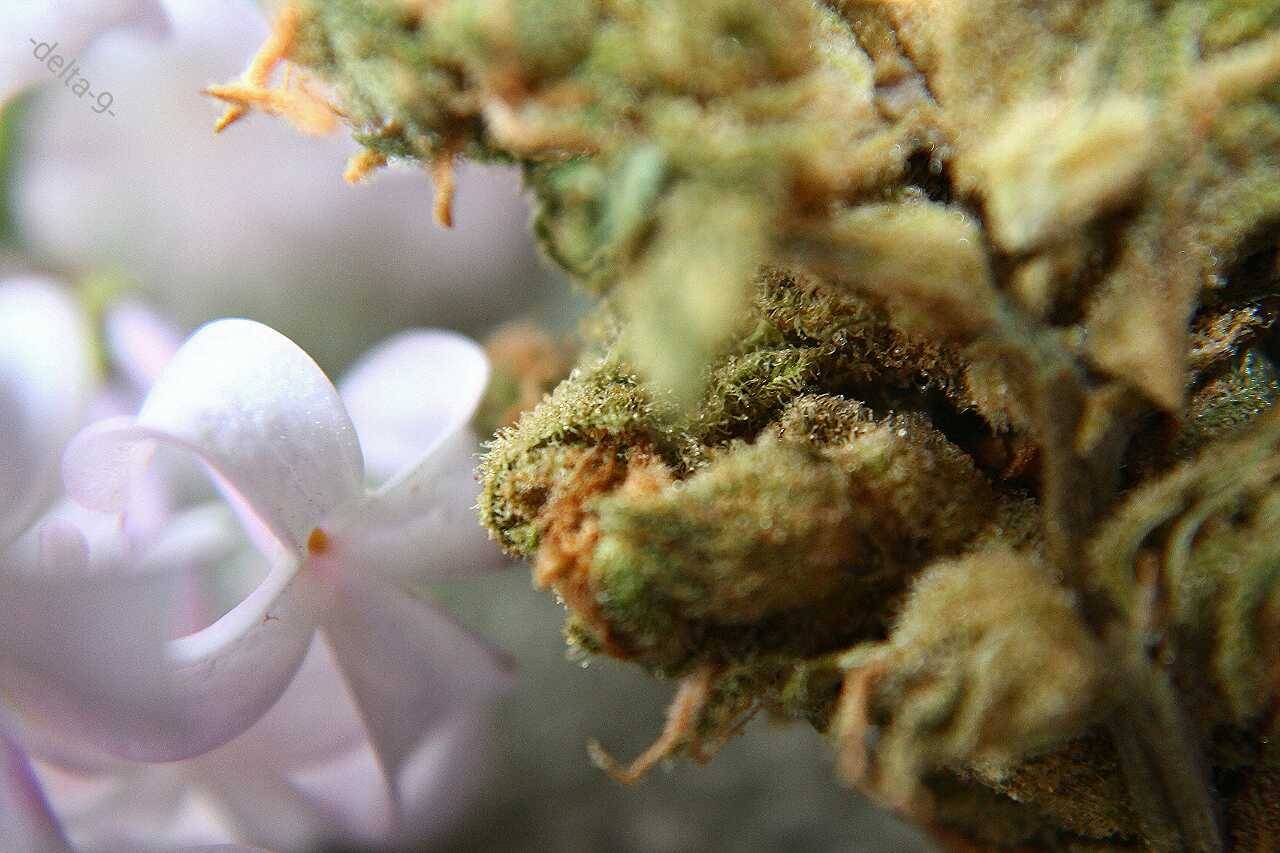 -delta-9-:  The flowers smell just about as sweet as the bud. 