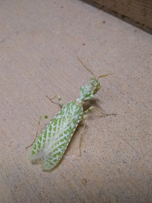 onenicebugperday: Thistle mantis, Blepharopsis mendica, Empusidae Found in northern Africa, parts of