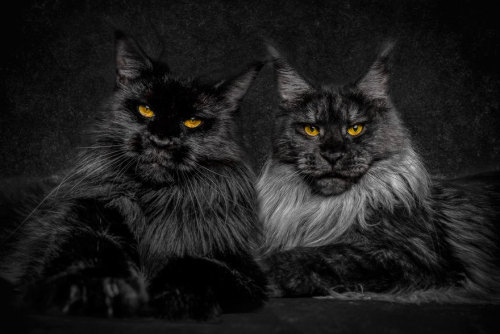 boredpanda: Mythical Beasts: Photographer Captures The Majestic Beauty Of Maine Coons