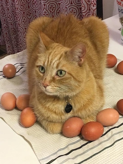 The Easter Manx guards his clutch of eggs