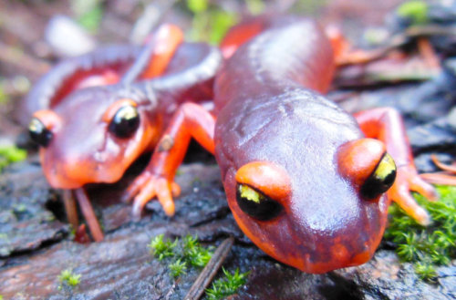 npr:
“Scientists are calling for an immediate ban on live salamander imports in the U.S. to try to prevent the spread of a fungal disease that could potentially devastate wild North American salamanders.
Almost half of the world’s known salamander...