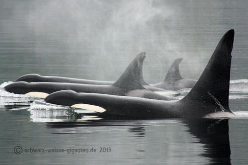 fightingforwhales:  A23s, Corkys family by HavannahA28 (busy) on Flickr.This is Corky’s family. While Corky lives in a chlorinated tank in San Diego, her family swims free in the natural seawater of British Columbia. 