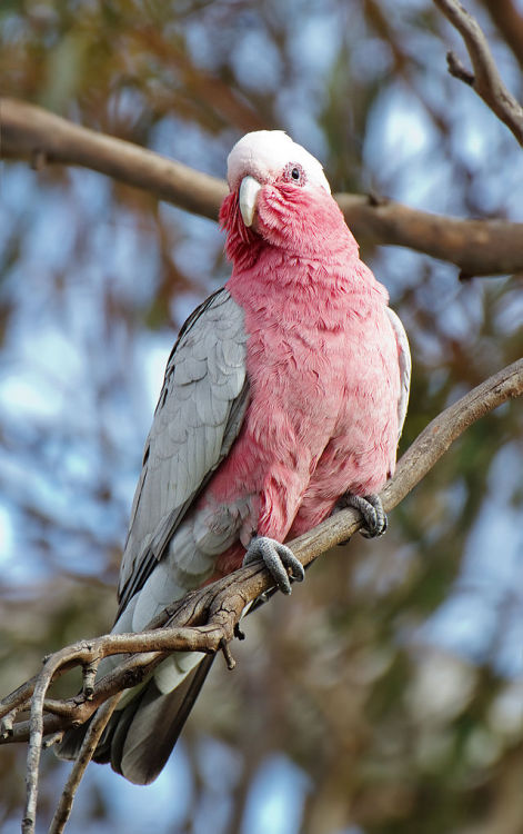 rhamphotheca:  The Galah (Eolophus roseicapilla) … also known as the rose-breasted cockatoo or roseate cockatoo is one of the most common and widespread cockatoos, and it can be found in open country in almost all parts of mainland Australia. It appears