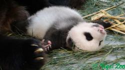 giantpandaphotos:  Yuan Yuan’s cub, nicknamed