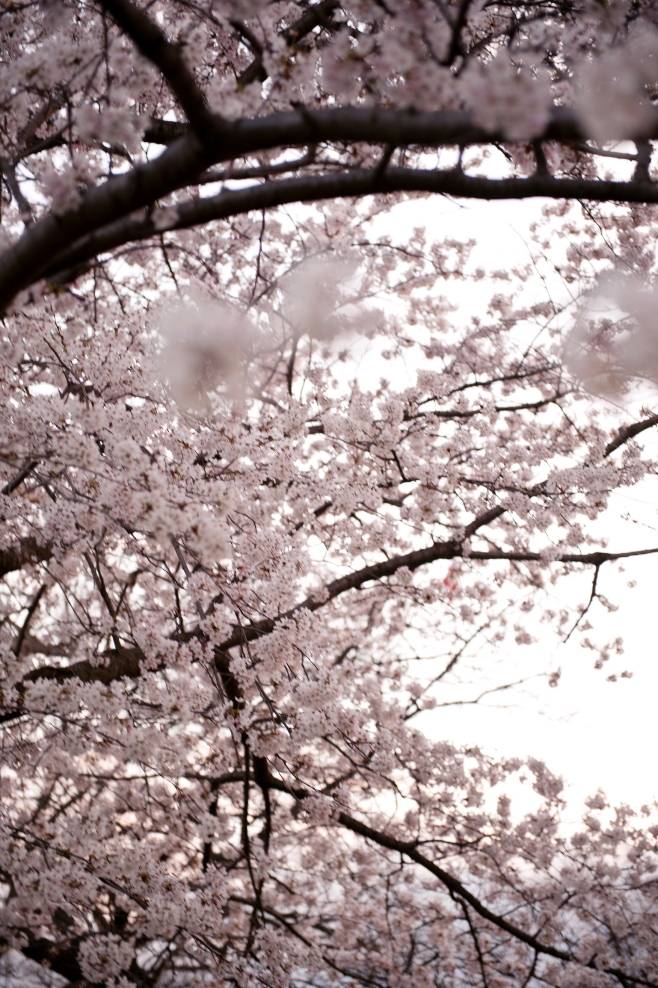 killlme:  Sakura’12 (by Allan K H)
