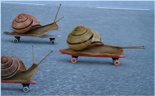 Cochleae in tabulis subrotatisSnails on skateboardsokhammock:all of the pics of snails on skateboard