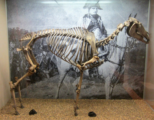 Skeleton of Napoleon Bonaparte’s favorite horse “Marengo”. Currently on display at
