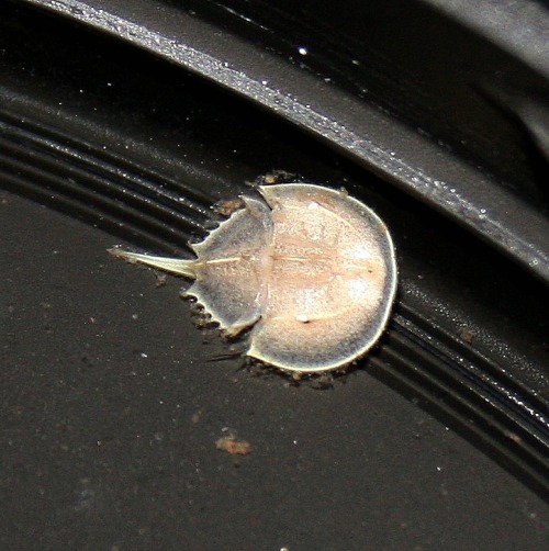 archiemcphee:  This just in from the Department of Teeny-weeny Wonders: Horseshoe Crab hatchlings are outrageously, awesomely small! They’re so very wee that they make a little dime look enormous. These ridiculously cute baby Horseshoe Crabs are from