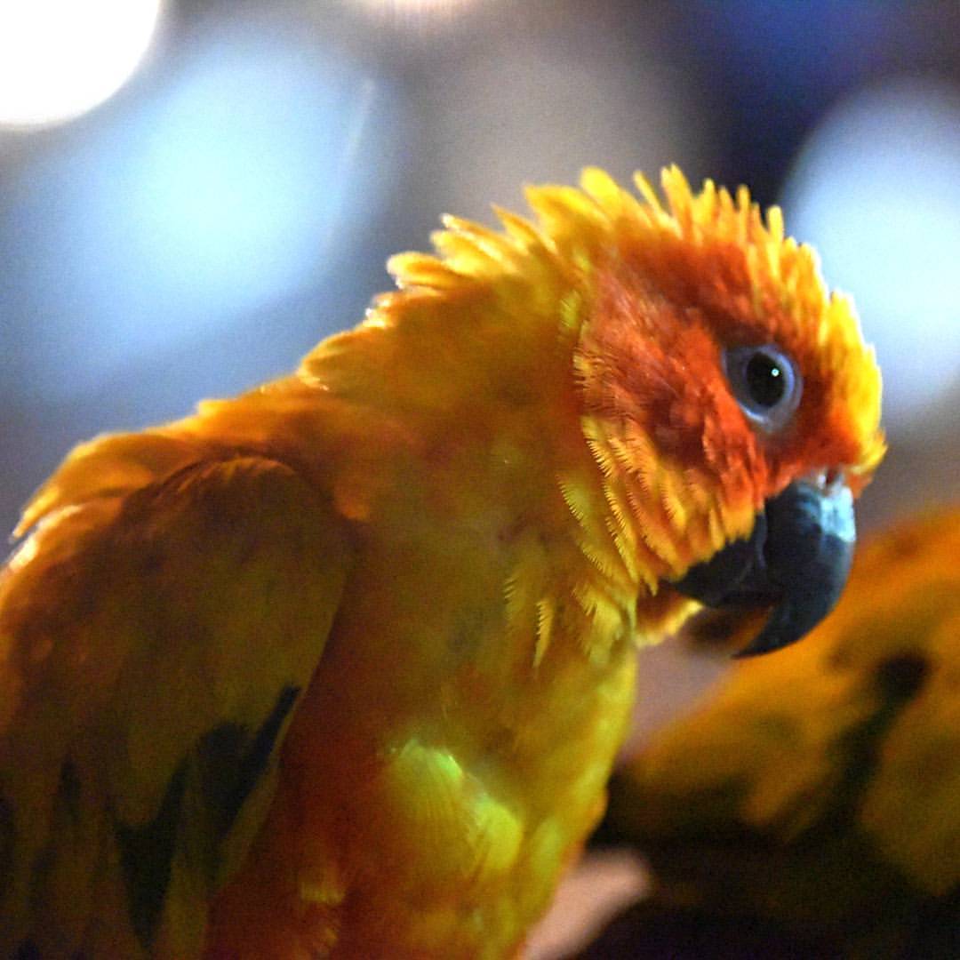 Почему-то захотелось этих тайских попугайчиков запостить сейчас
#попугай #вдругзахотелось #чиангмай #parrot #chiangmai (at Chiang Mai, Thailand)