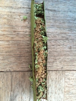 daily-slabs:Bubble hash blunt 