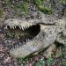 Porn Pics lionfloss:Model of a decomposing Tyrannosaurus