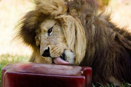 sixpenceee:  During a heatwave in Melbourne, Australia lions were fed frozen blood