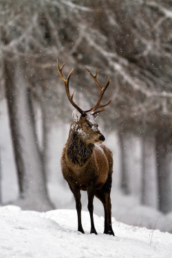 creatures-alive: Red deer, in snow by   Marcus