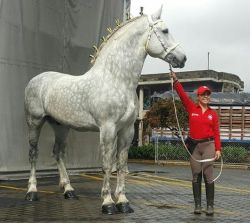 all-the-horses: Pay Per View (AKA High Calibre Pay Per View) By Pleasant View King Percheron, Stallion 19hh Born 2007 