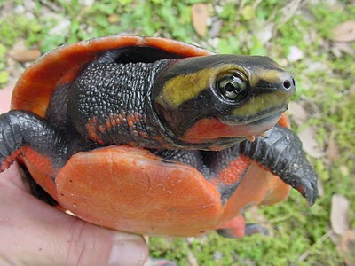Here come the most Extra of turtles and tortoises