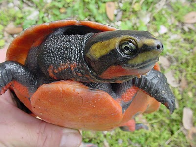 Sex Here come the most Extra of turtles and tortoises pictures