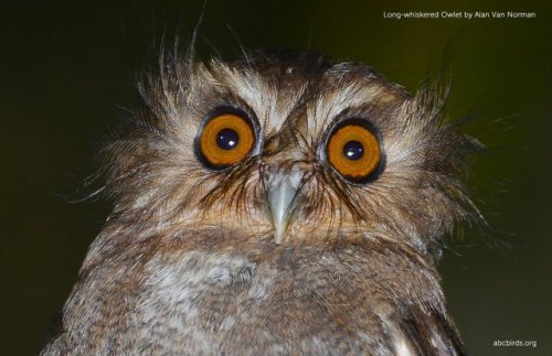 ainawgsd: Xenoglaux loweryi, the long-whiskered owlet, is a tiny owl that is endemic to a small area