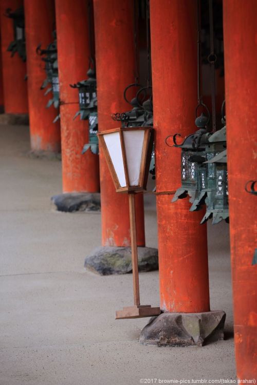 brownie-pics:‘21.1.17 片岡梅林、東大寺、春日大社にて梅も咲いたし、いつものように光も綺麗なんですが。ここんとこ気持ちがちょっと不安定で…せっかくの休みは気分切り替えないとです。