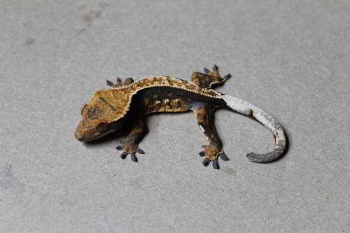 drawing-to-run:My holdback probable female is looking amazing!!! Out of Aphrodite x Balerion!Crestie