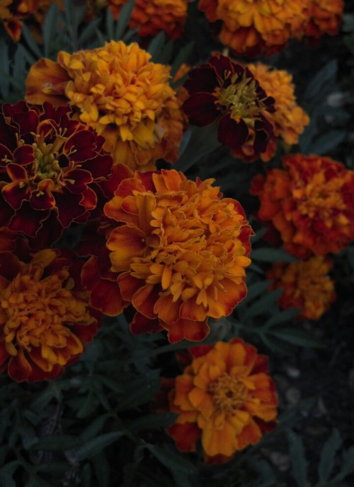 maneuu:Marigolds in Vilnius, Lithuania