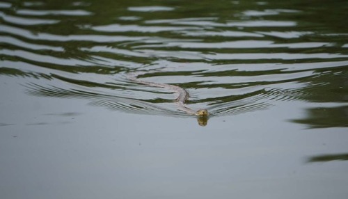 I took my zoom lens out kayaking this week. I need more practice shooting with it, but I was pretty 