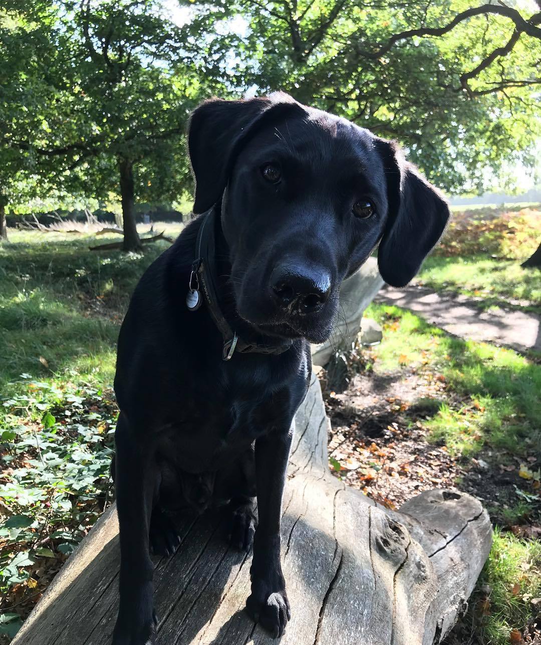 Can I help you? #lablove #doglife #richmondpark #parklife #labradorite #squirrelhunter #dogsofinsta #richmond #dogwalking #dogwalk http://ift.tt/2ylfatf