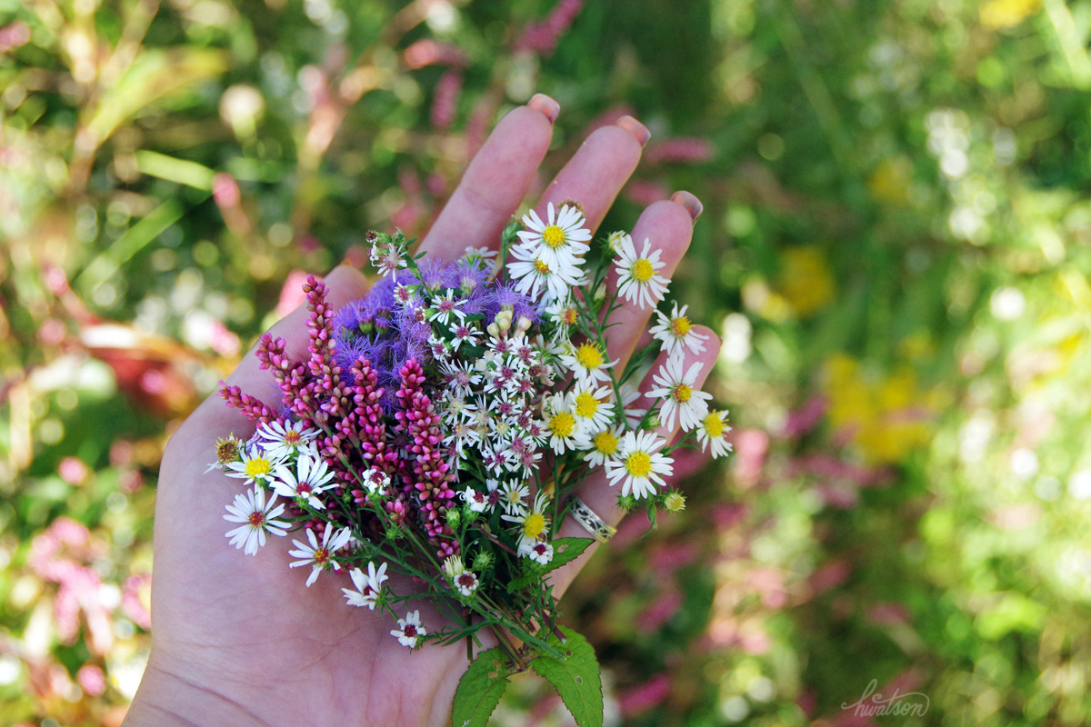 frolicingintheforest: SO pretty! &lt;3 