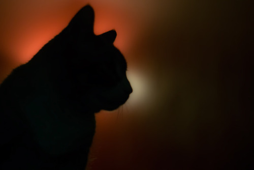 naturelvr69likes:photosforyesterday:silhouette @mostlycatsmostly .