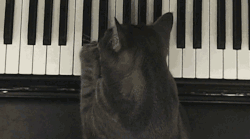 ucresearch:  Piano playing cats An Animal