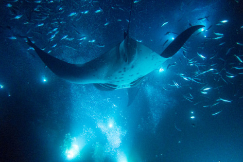 ianbrooks:  The Abyss // Manta Madness photos adult photos