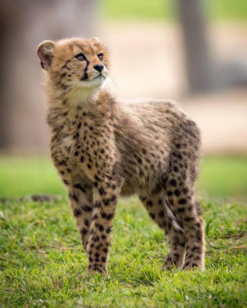 Addison & her cubs by Marco Ponce