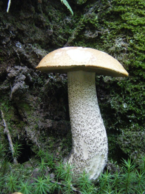 bodandrage:I found a load of mushrooms on my walk. Top and bottom were in deciduous woodland, the re