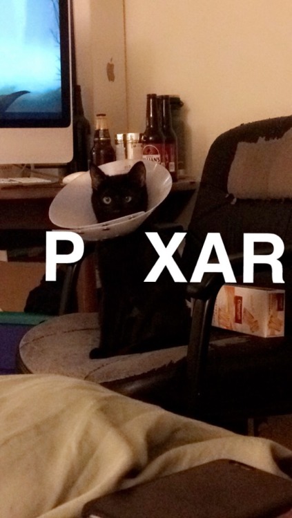 coolcatgroup: straightedge-mage: My friend just got her cat fixed and she just sent me this. IM DYIN