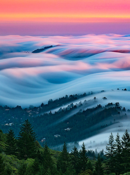 coiour-my-world:“Candyland”- Mt.Tamalpais State Park, CA ~ Steinberg Nicholas