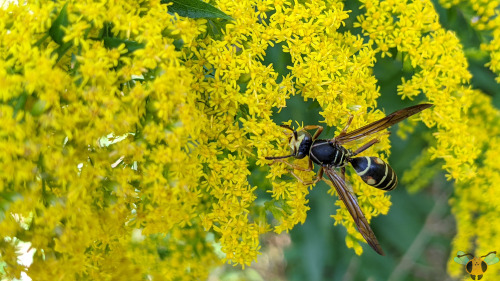 Northern Paper Wasp - Polistes fuscatusIt’s getting warmer and warmer with each new day in Toronto a