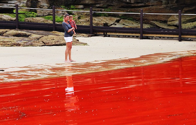 sixpenceee:  Bondi Beach in Australia turned a crimson red in 2012 because of a rare